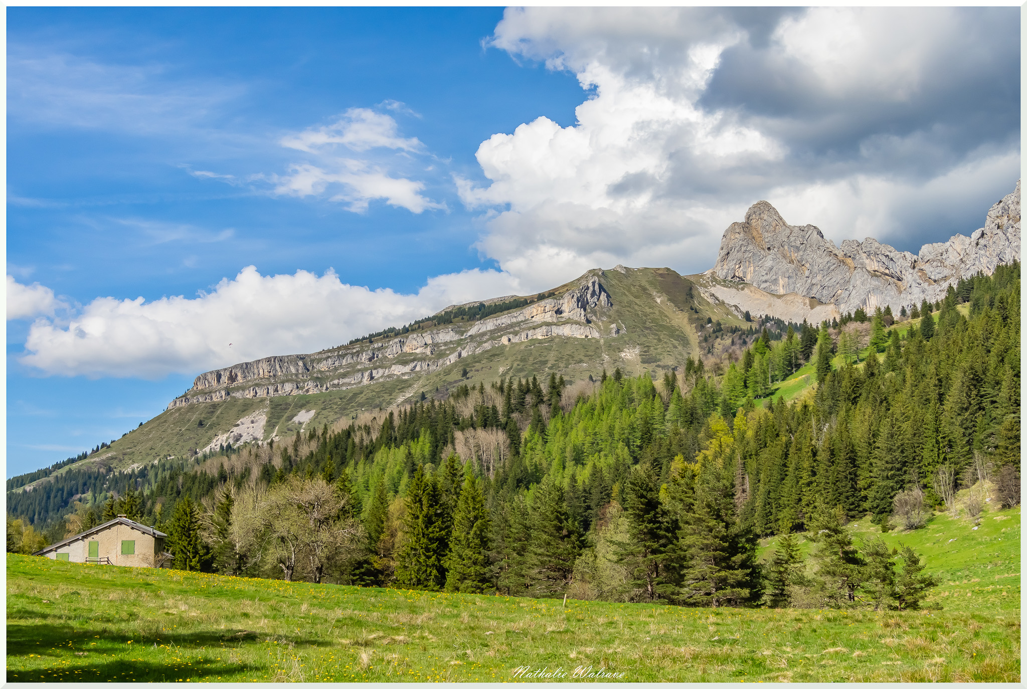 chamois en automne